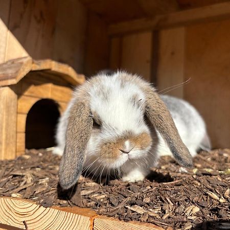 Mariengut - Natur Aparthotel Kramer Wagrain Buitenkant foto