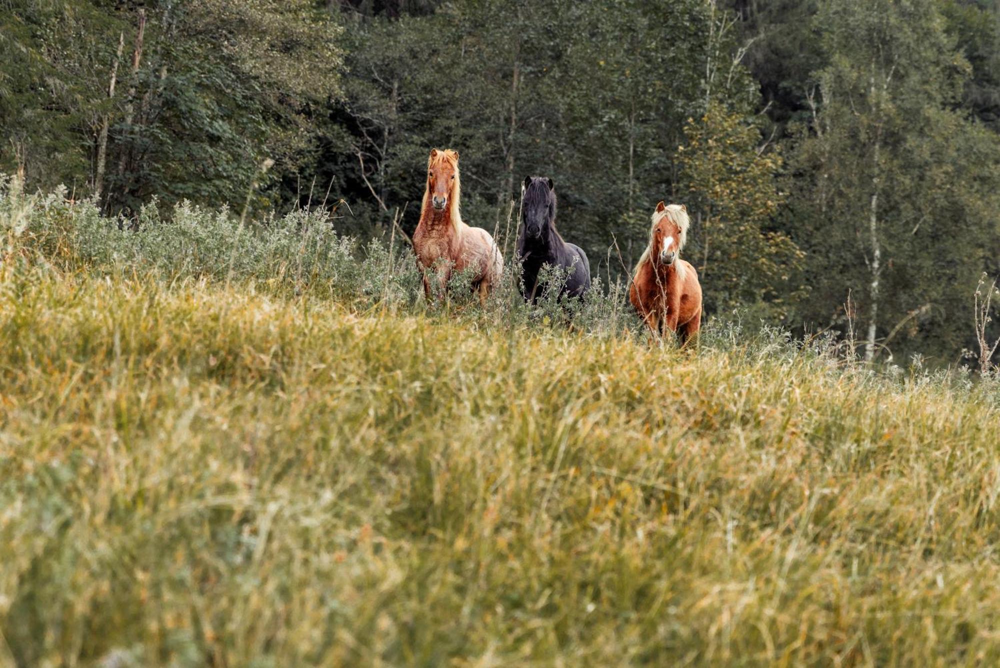 Mariengut - Natur Aparthotel Kramer Wagrain Buitenkant foto