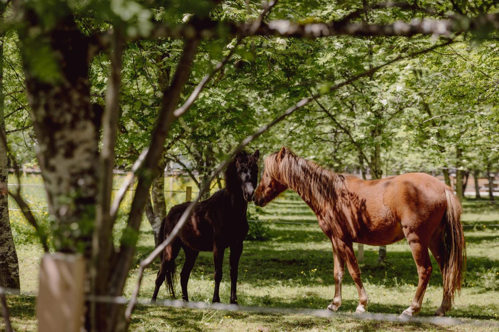 Mariengut - Natur Aparthotel Kramer Wagrain Buitenkant foto